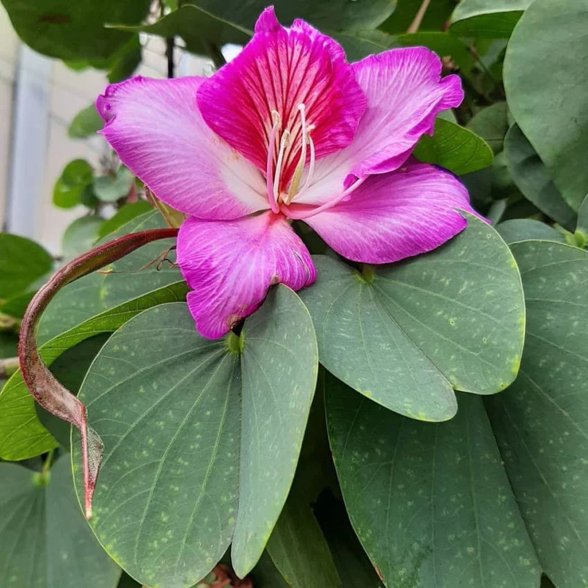 Bauhinia Flower seeds for Planting Cut Flower Favorite Heirloom & GMO Free Seeds for Home Garden
Sale for planting in home garden
