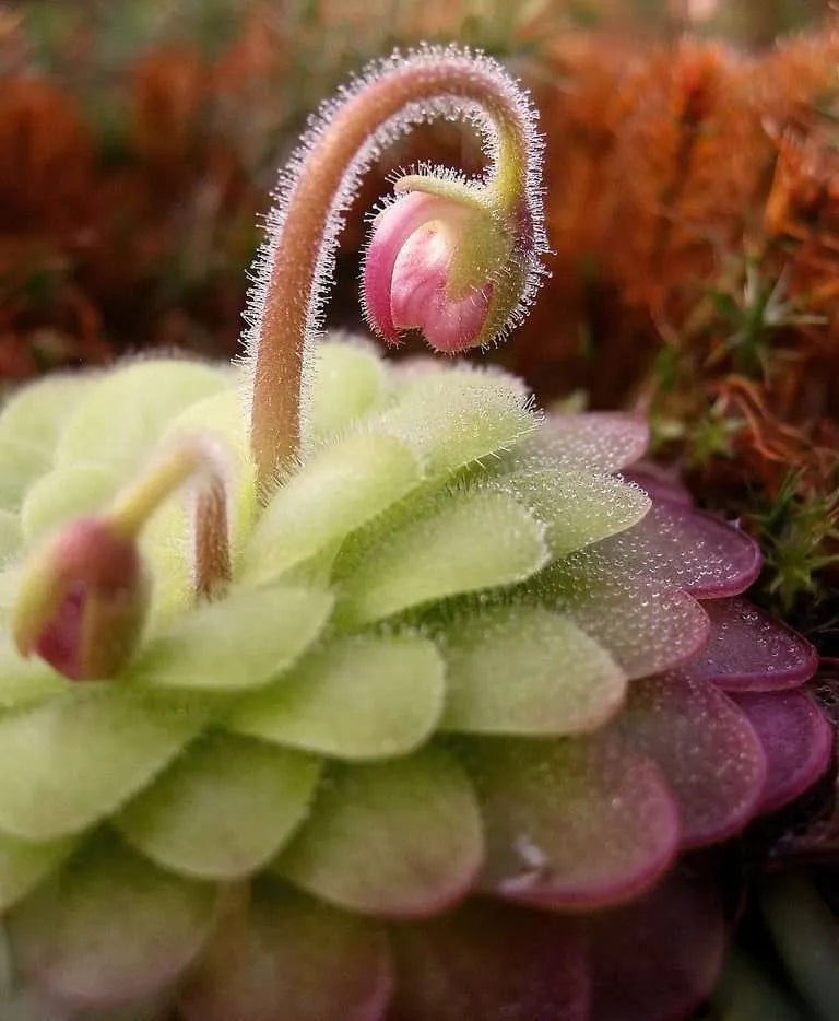 Butterwort Flower seeds for Planting - Easy to Grow, Heirloom & GMO Free Seeds for Home Garden
Sale seeds for planting in home garden