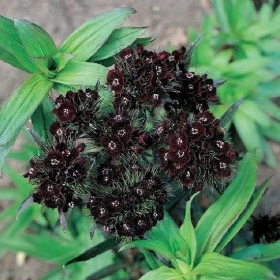 Black William Flower seeds for Planting Vibrant Colors Heirloom & GMO Free Seeds for Home Garden
Sale seeds for home garden planting