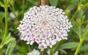 Pink Lace Flower seeds for Planting - Wildflower Mix, Heirloom & GMO Free Seeds for Home Garden
Sale seeds for planting in home garden