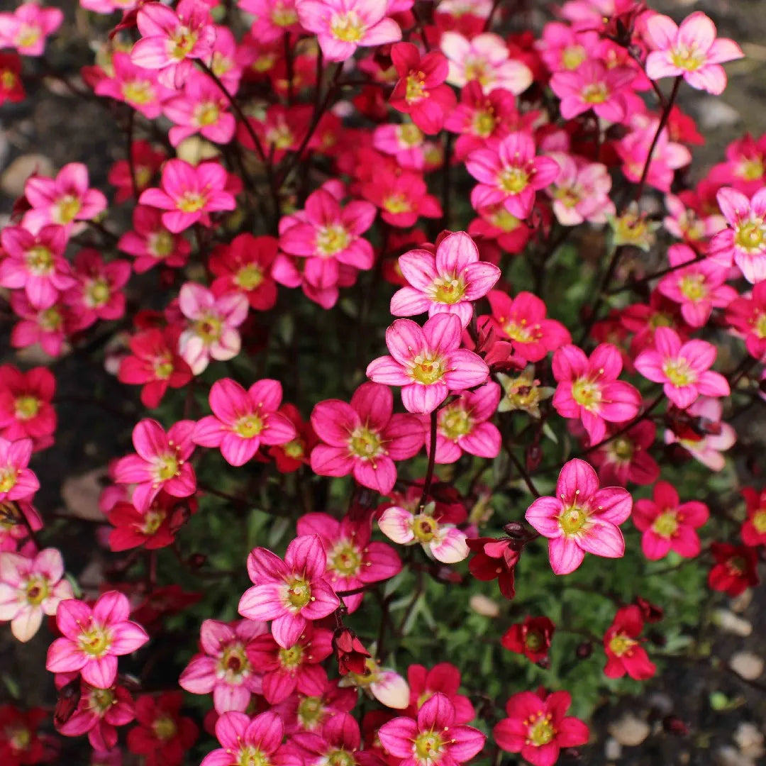 Pink Saxifraga Flower seeds for Planting Colorful Display Heirloom & GMO Free Seeds for Home Garden
Sale seeds for home garden planting