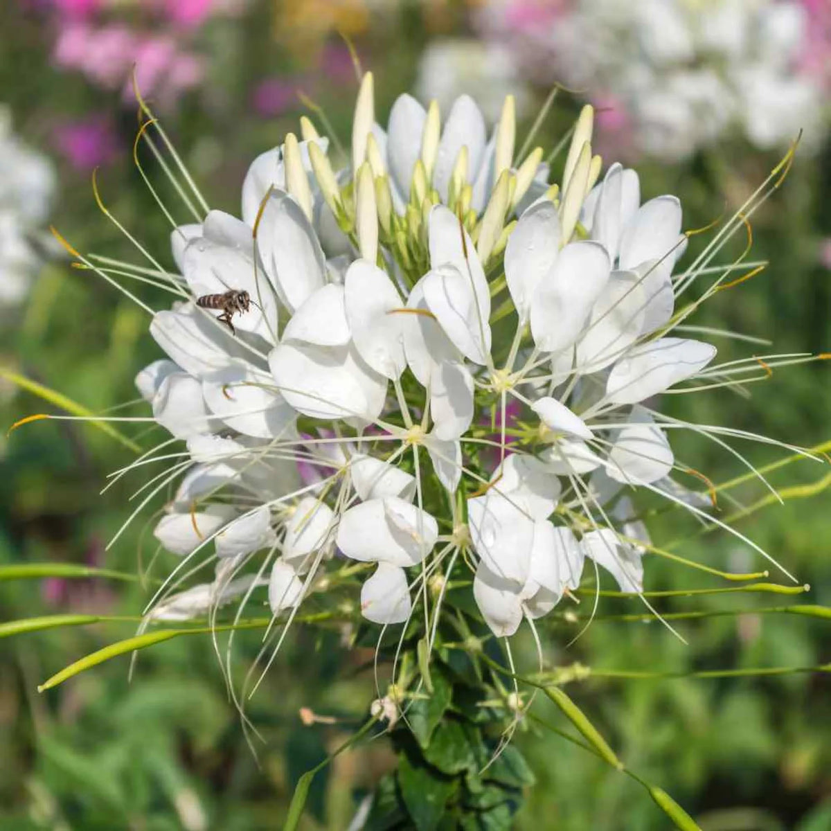 White Cleome Flower seeds for Planting - Long Bloo