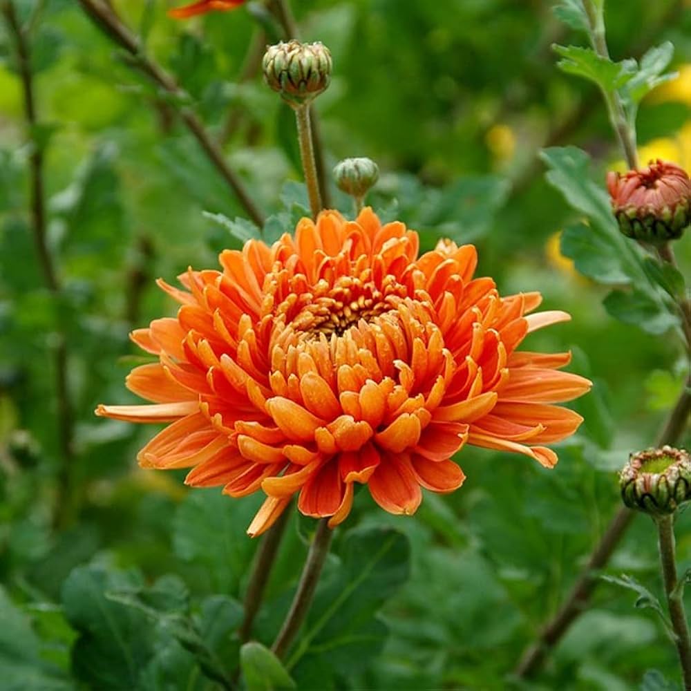 Orange Chrysanthemum Flower seeds for Planting Wildflower Mix Heirloom & GMO Free Seeds for Home Garden
Sale seeds for home garden planting