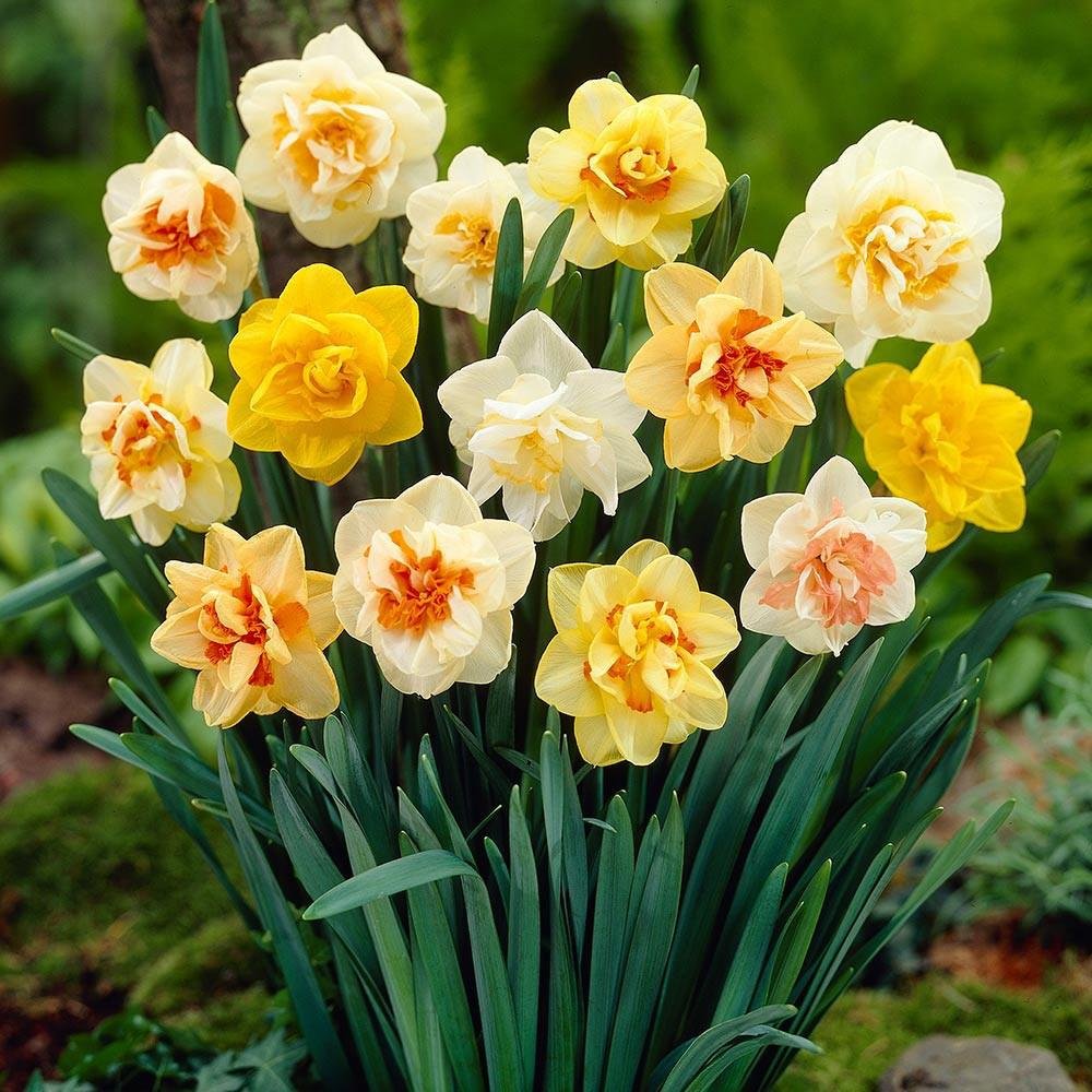 Mixed Daffodil Narcissus Flower seeds for Planting Long Bloom Season Heirloom & GMO Free Seeds for Home Garden
Sale seeds for home garden planting
