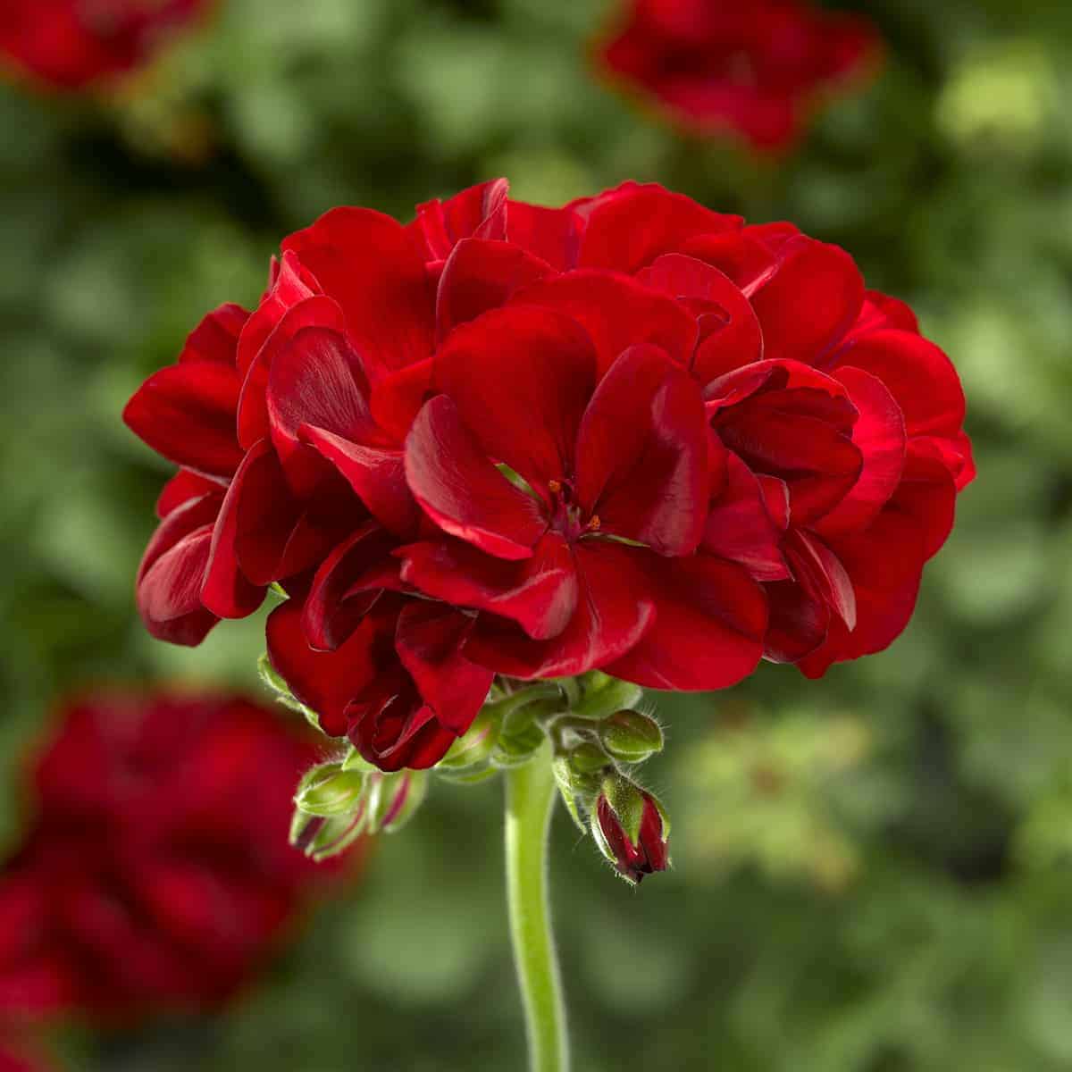 Red Geranium Flower seeds for Planting Vibrant Colors Heirloom & GMO Free Seeds for Home Garden
Sale seeds for home garden planting