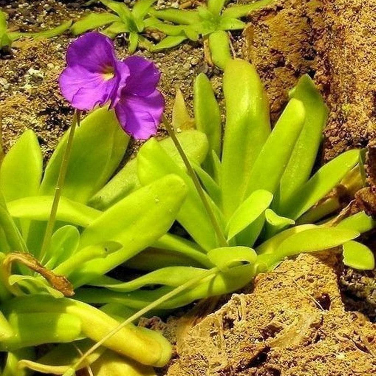 Pinguicula Moctezumae Flower seeds for Planting Shade Tolerant Heirloom & GMO Free Seeds for Home Garden
Sale seeds for home garden planting