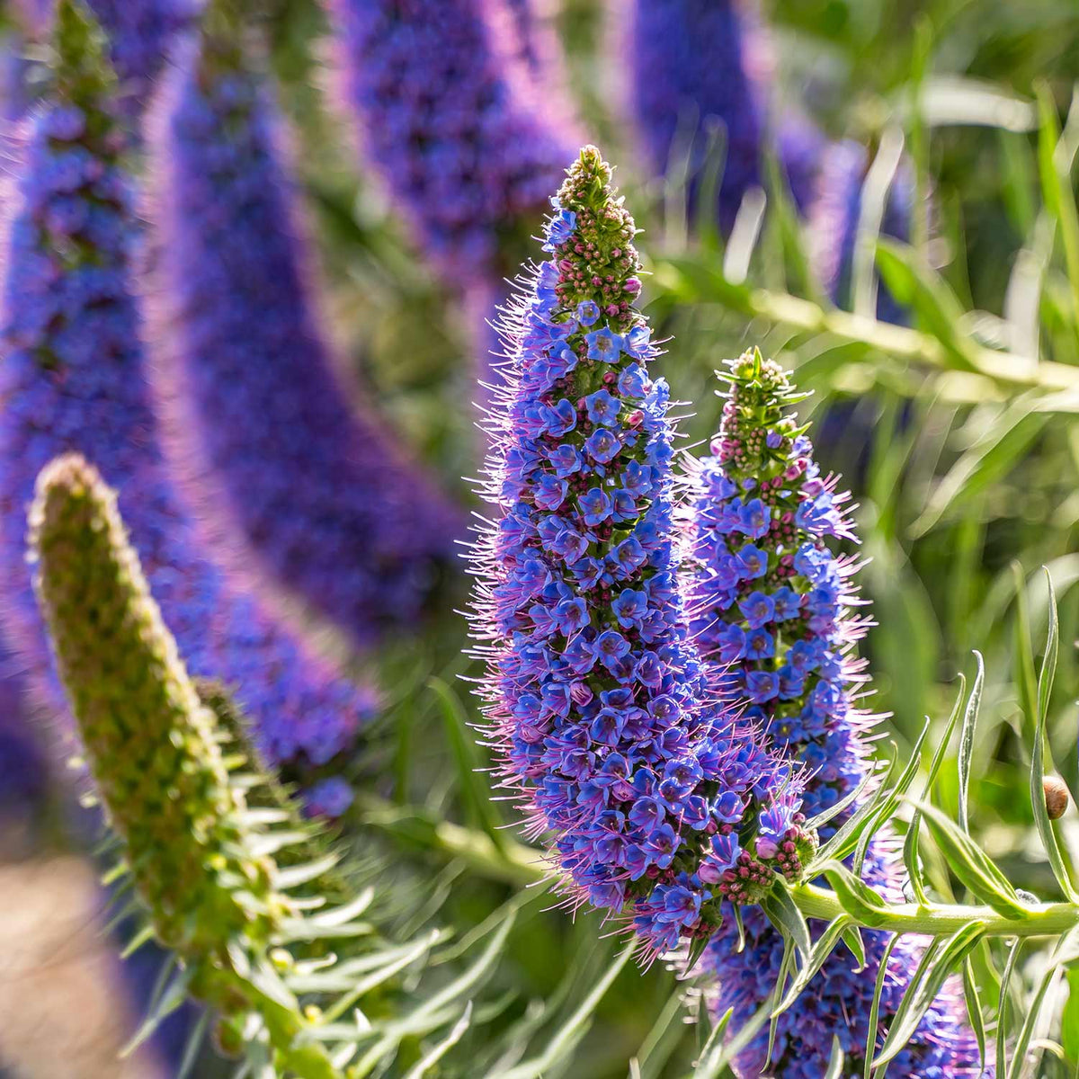 Purple Madeira Flower seeds for Planting Cut Flower Favorite Heirloom & GMO Free Seeds for Home Garden
Sale for planting in home garden