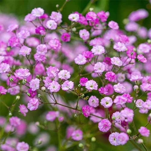 Pink Gypsophila Flower seeds for Planting - Premium Quality, Heirloom & GMO Free Seeds for Home Garden
Sale seeds for planting in home garden
