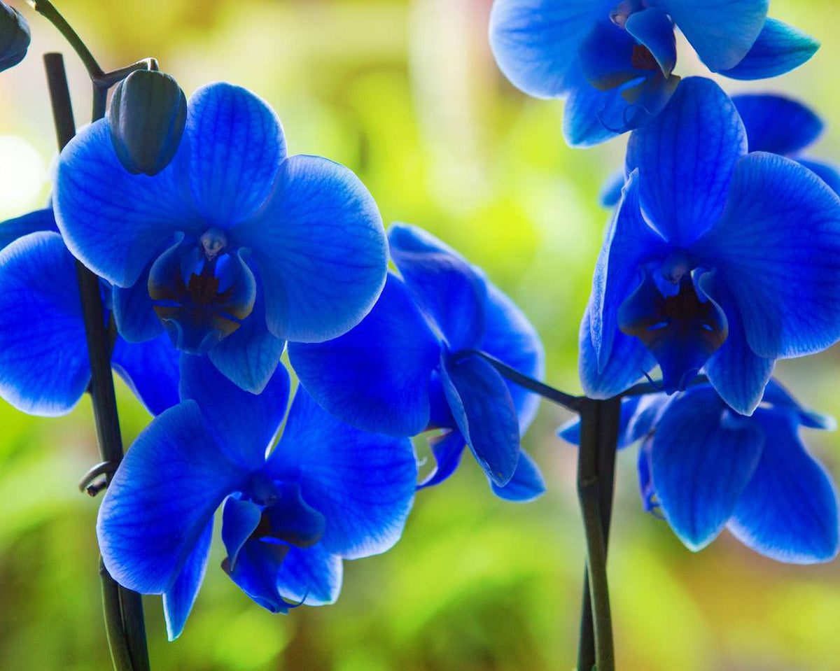 Deep Blue Phalaenopsis Orchid Flower seeds for Planting Bright Blooms Heirloom & GMO Free Seeds for Home Garden
Sale seeds for home garden planting