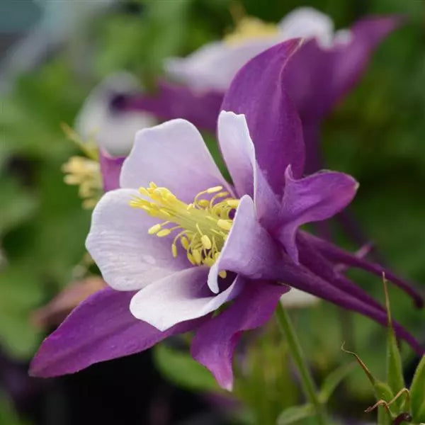 Purple White Aquilegia Flower seeds for Planting - Easy to Grow, Heirloom & GMO Free Seeds for Home Garden
Sale seeds for planting in home garden