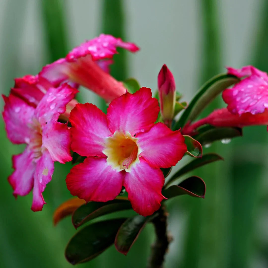 Pink Adenium Flower seeds for Planting - Shade Tolerant, Heirloom & GMO Free Seeds for Home Garden
Sale for planting in home garden