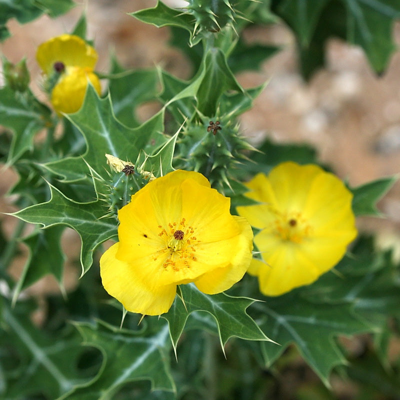 Prickly Flower seeds for Planting Sun Loving Heirloom & GMO Free Seeds for Home Garden
Sale seeds for home garden planting