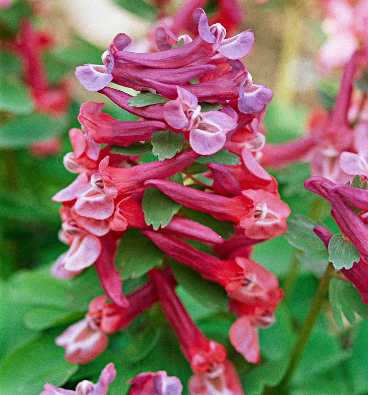 Corydalis Flower seeds for Planting - Cut Flower Favorite, Heirloom & GMO Free Seeds for Home Garden
Sale seeds for planting in home garden