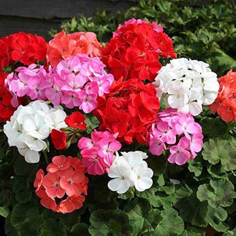 Mixed Geranium Flower seeds for Planting Sun Loving Heirloom & GMO Free Seeds for Home Garden
Sale seeds for home garden planting