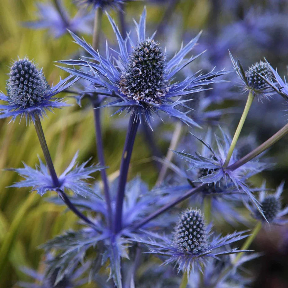 Blue Eryngium Planum Flower seeds for Planting Long Bloom Season Heirloom & GMO Free Seeds for Home Garden
Sale seeds for home garden planting