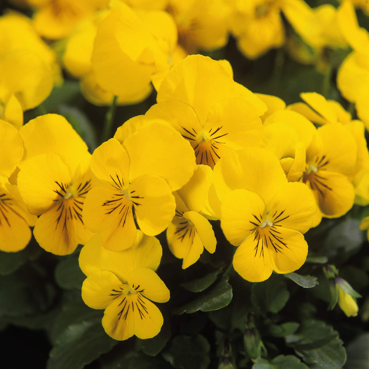 Yellow Viola Flower seeds for Planting - Perfect for Borders, Heirloom & GMO Free Seeds for Home Garden
Sale seeds for planting in home garden