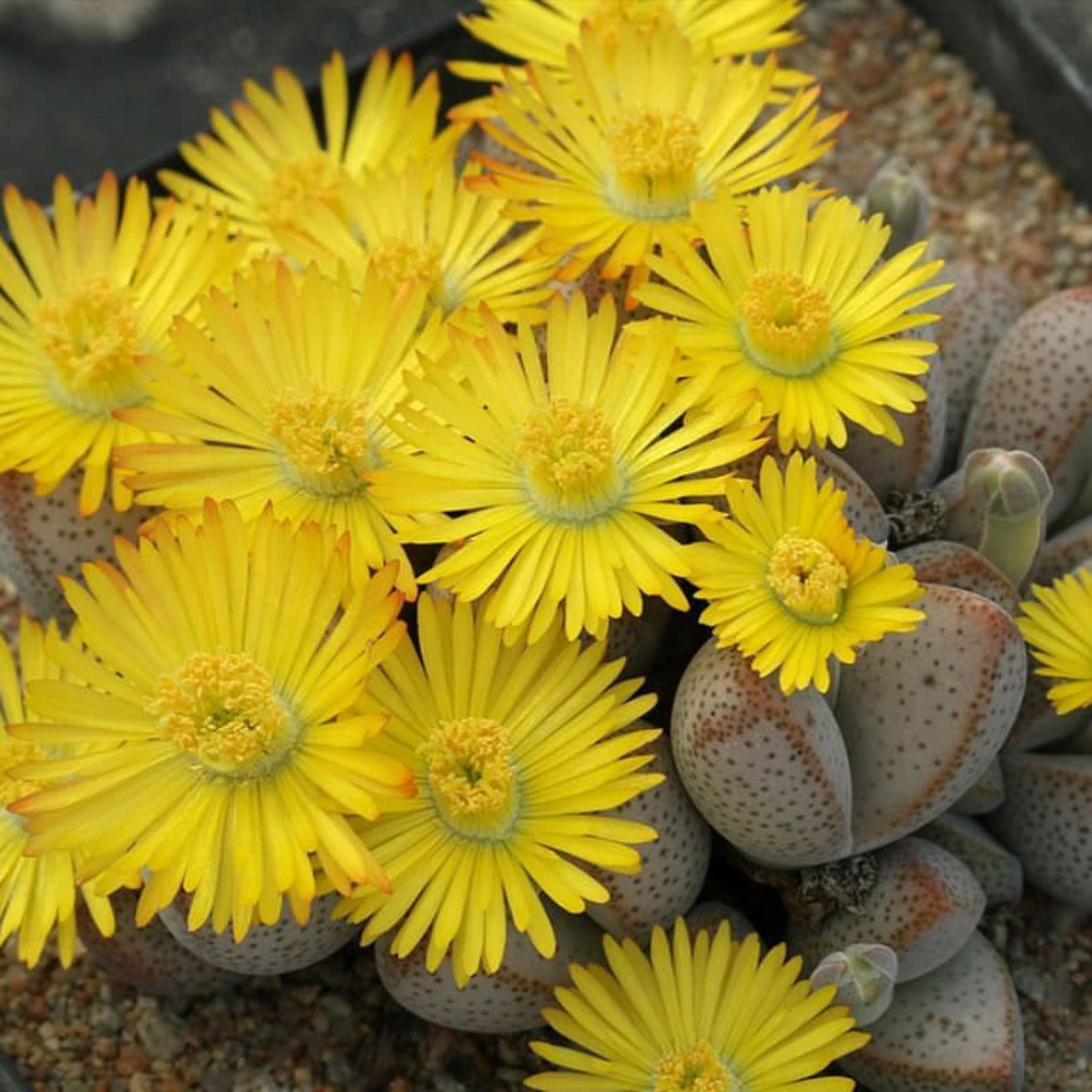 Yellow White Dinteranthus Flower seeds for Planting Premium Quality Heirloom & GMO Free Seeds for Home Garden
Sale seeds for home garden planting