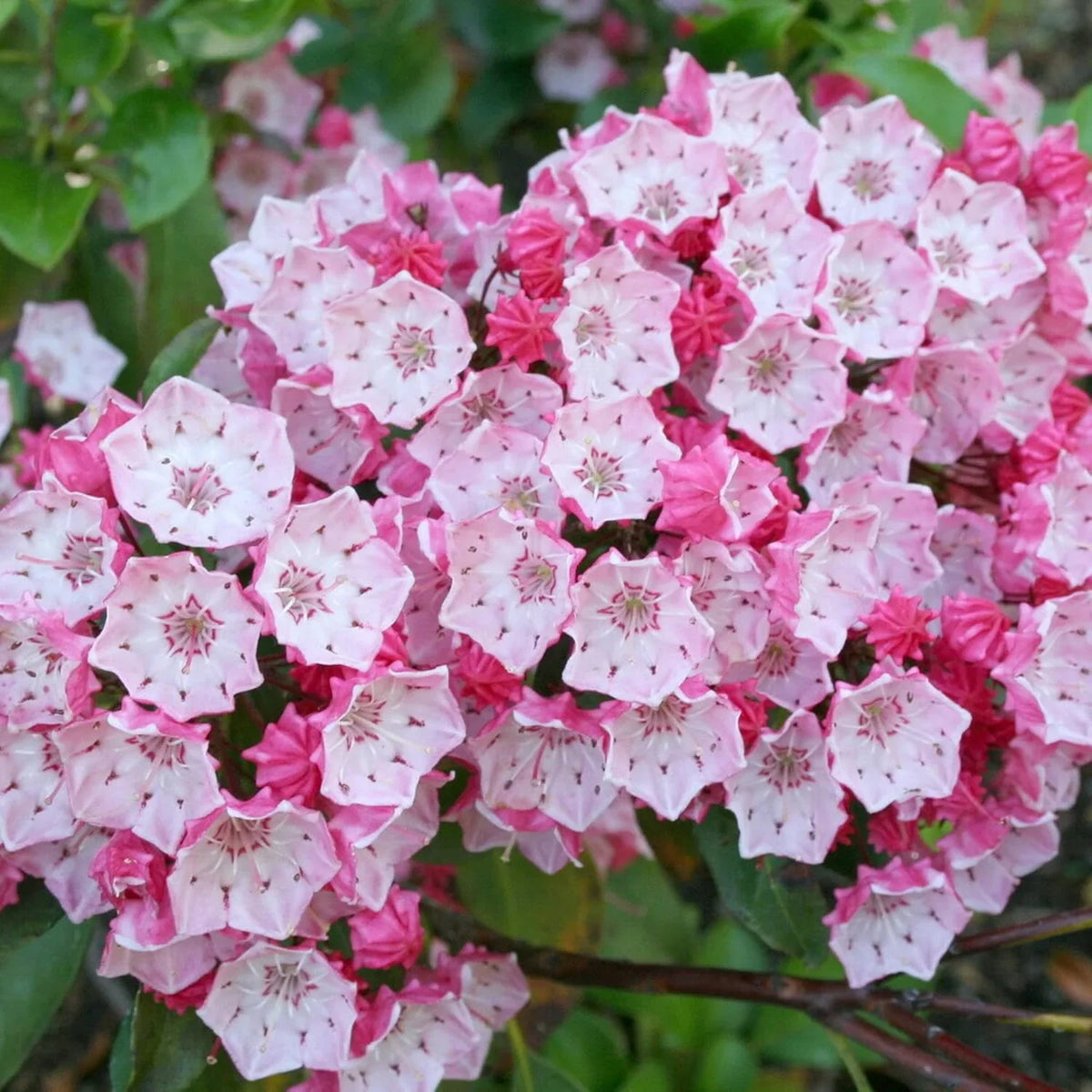 Laurel Bush Flower seeds for Planting Long Bloom Season Heirloom & GMO Free Seeds for Home Garden
Sale seeds for home garden planting