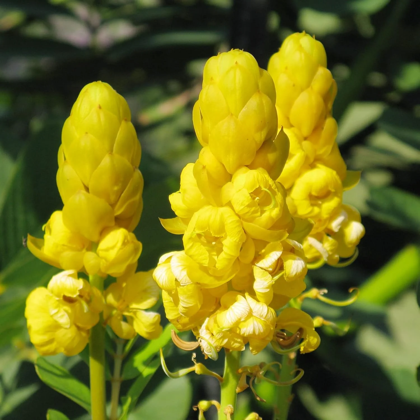 Cassia Alata Flower Seeds