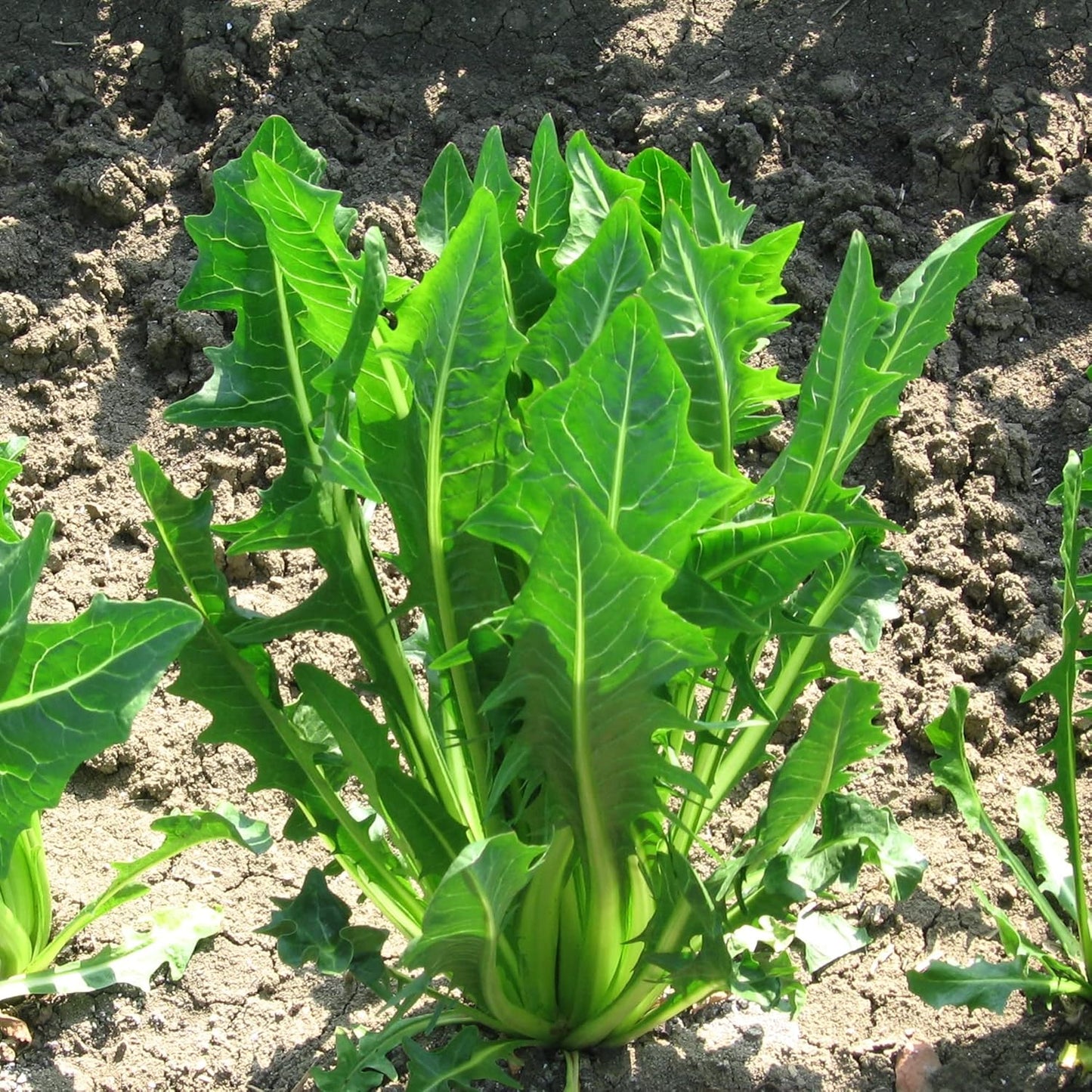 Italian Dandelion Vegetable Seeds