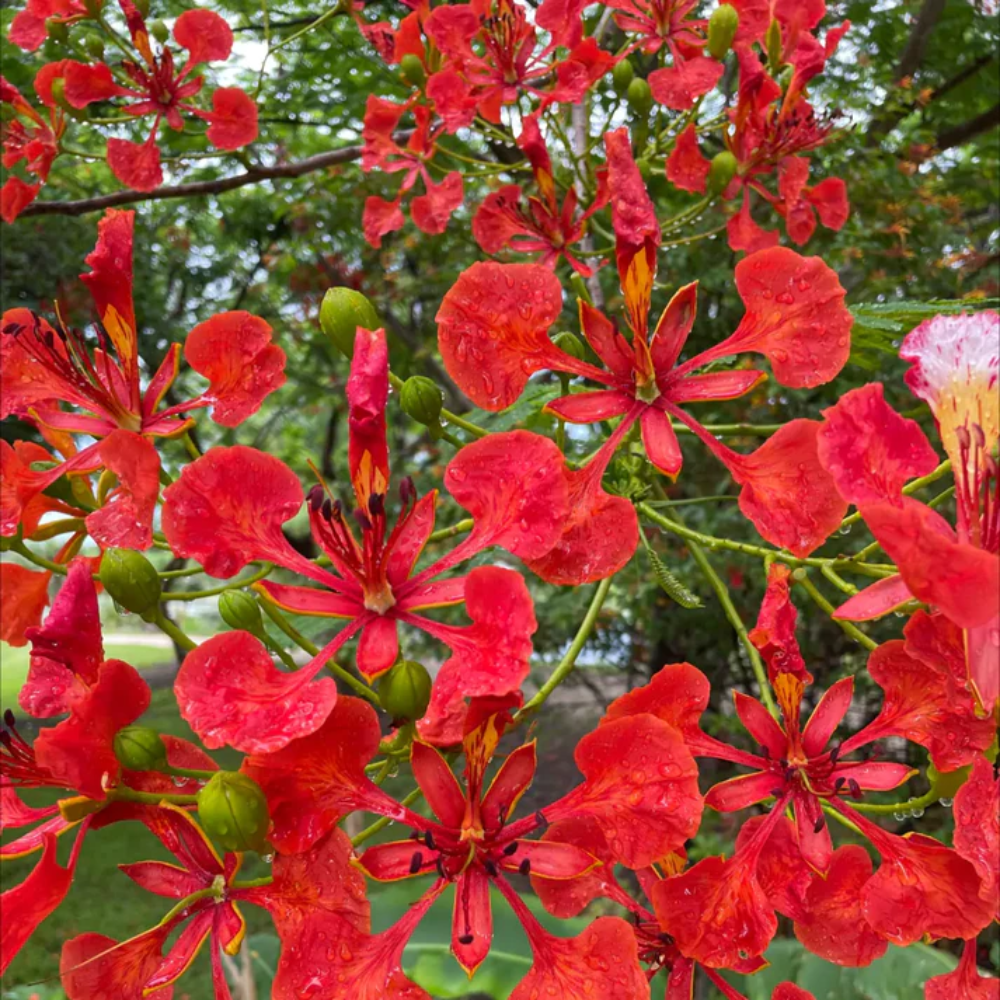 planting poinciana seeds Royal Poinciana Flower Seeds for Planting – Heirloom, Non-GMO, Easy to – Pure Asia Seeds