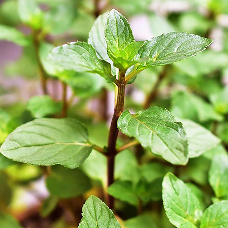 chocolate mint plant seeds Chocolate Mint Herb Seeds for Planting – Heirloom, Non-GMO, Easy to Gr – Pure Asia Seeds