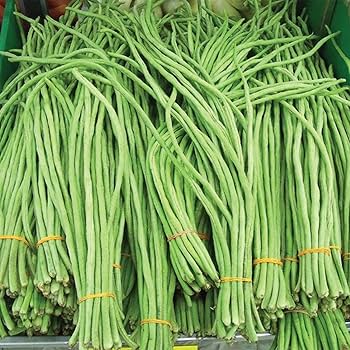 Graines de haricot à rames longues d'asperge orientale Snake