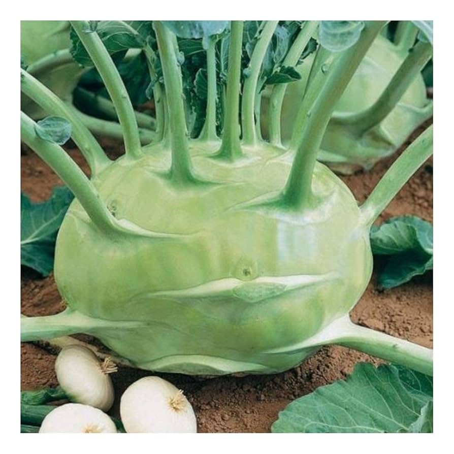 Big Daddy White Kohlrabi Seeds