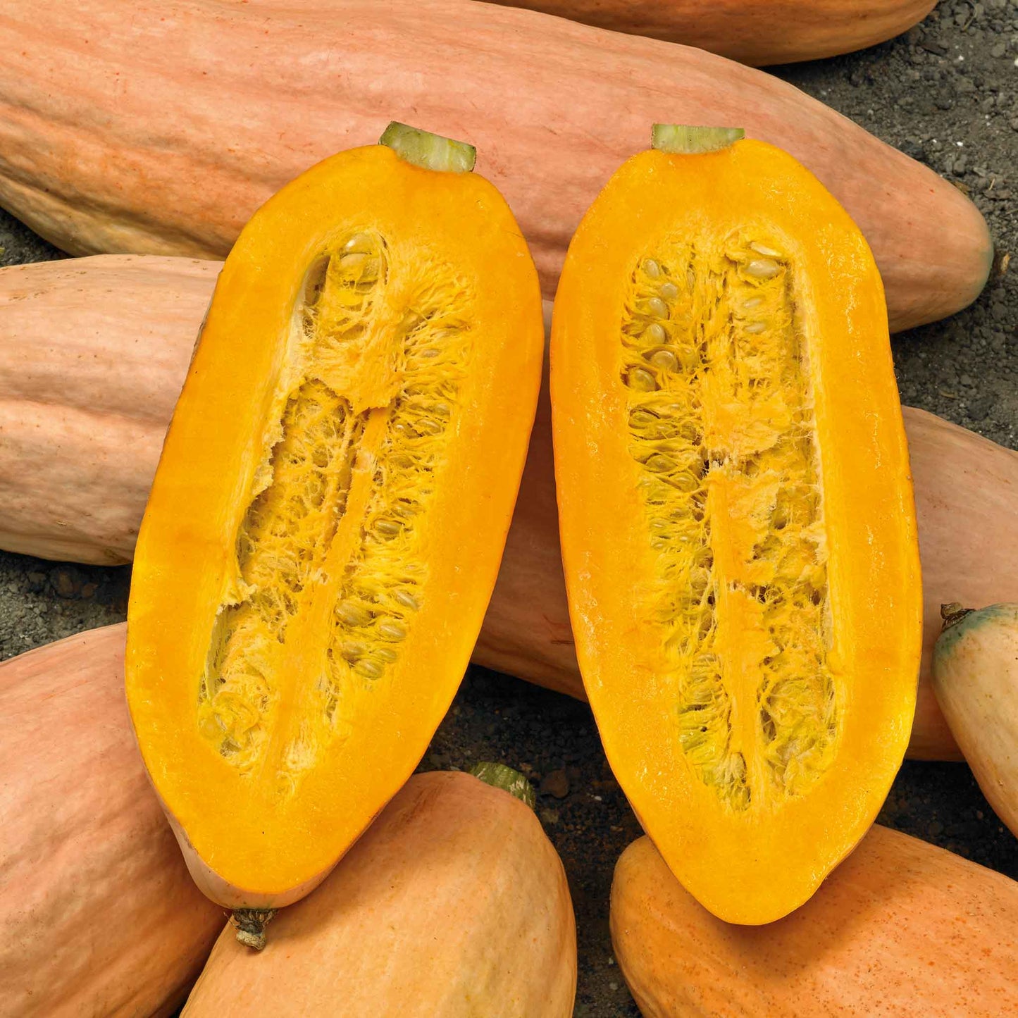 Semi di zucca invernale Banana Rosa