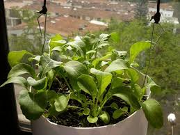 Bases pour jardiniers, graines de roquette