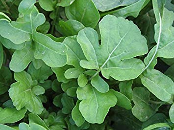 Semi di rucola – Perfetti per insalate, condimenti per pizza e panini