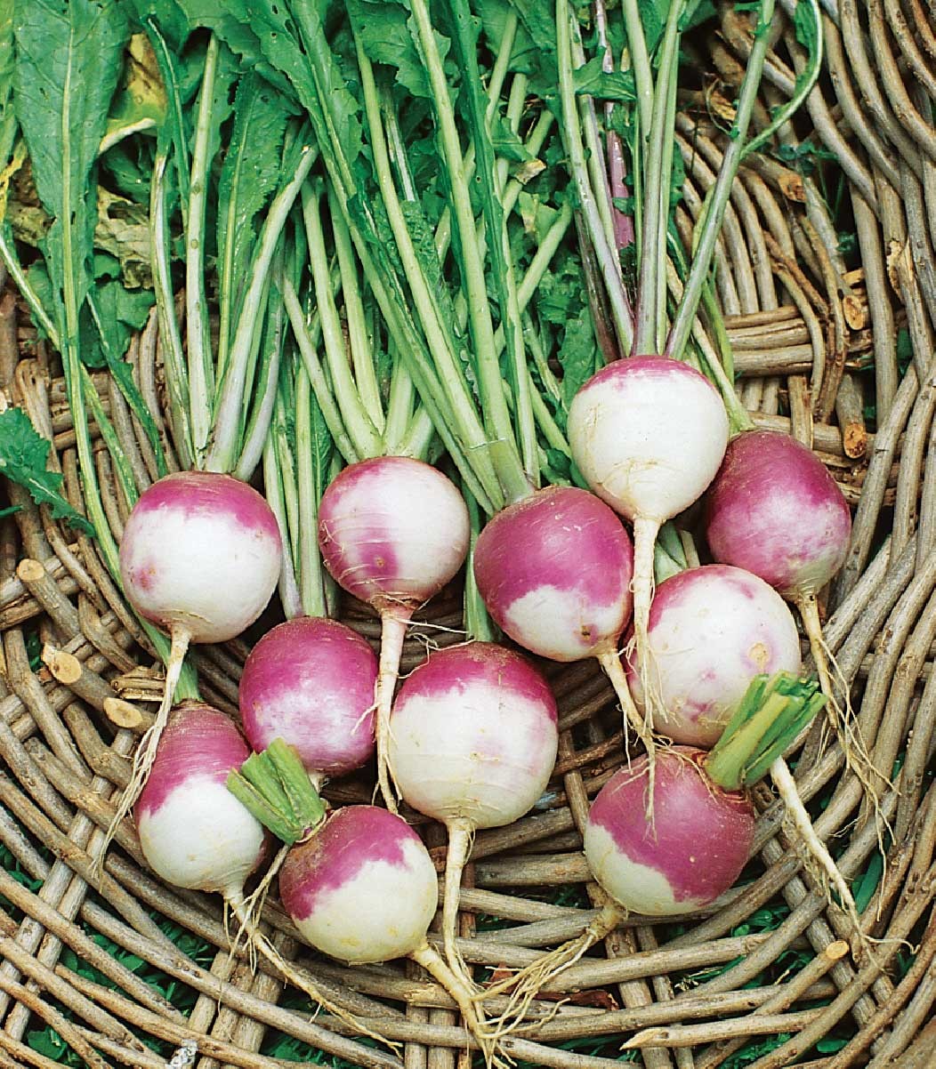 Kohlrabi Seed Packet Collection – Purple & White