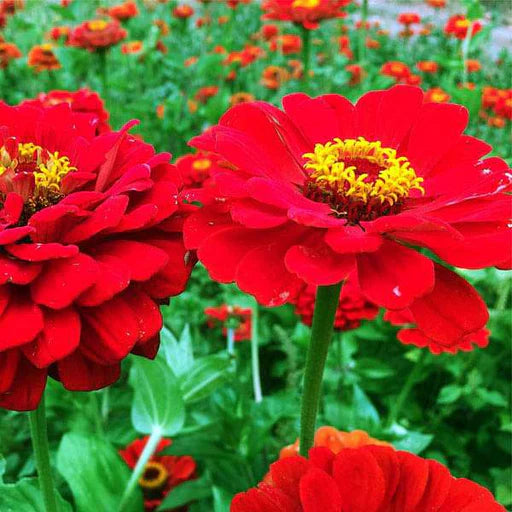 Bright Red Zinnia Flower Seeds for Planting – Heirloom, Non-GMO, Easy to Grow, Annual