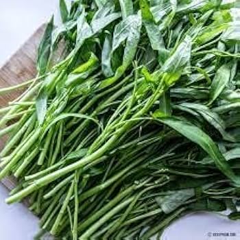 morning glory water spinach seeds Ong Choy Water Spinach Seeds for Planting – Heirloom, Non-GMO, Easy to – Pure Asia Seeds
