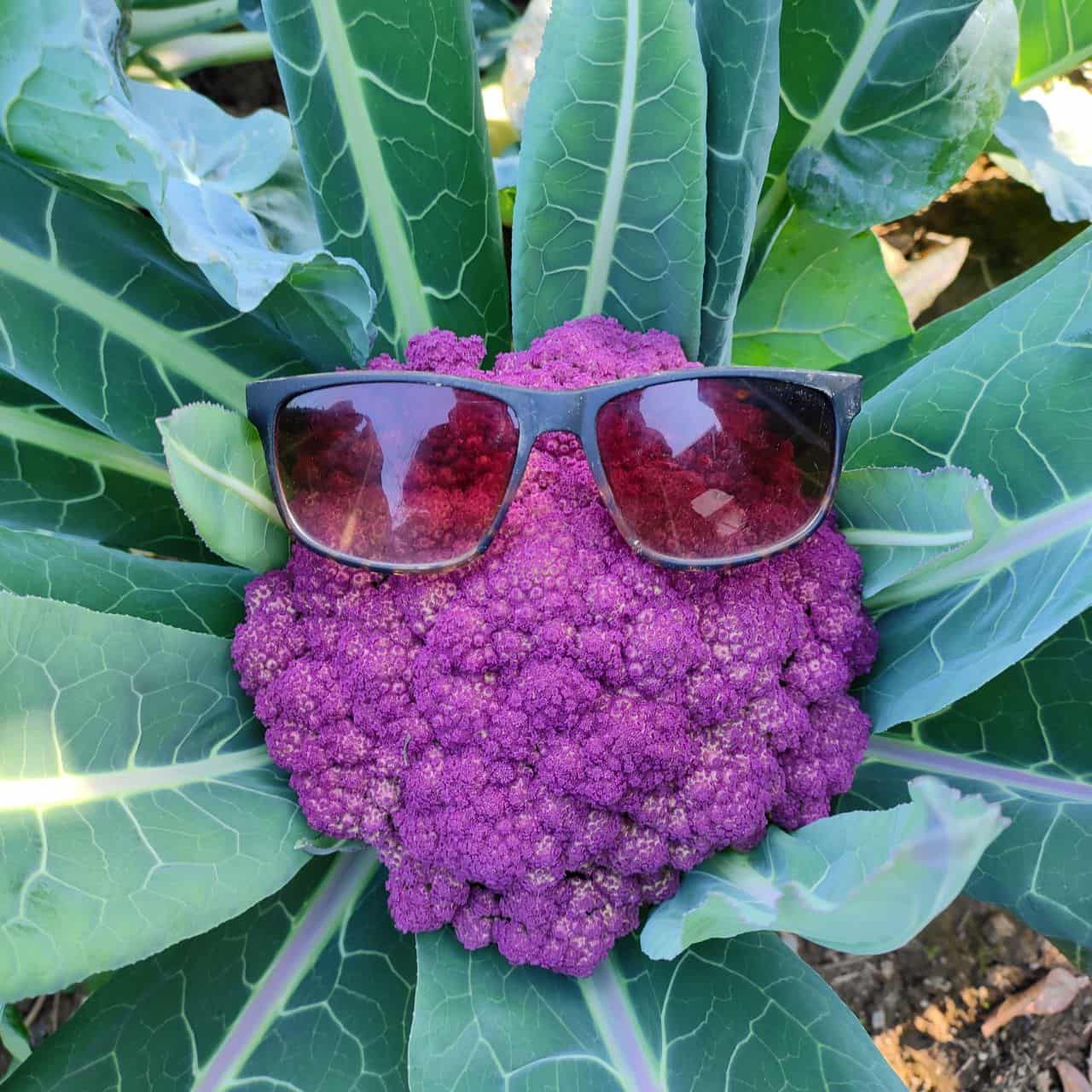 Semi di cavolfiore viola di Sicilia