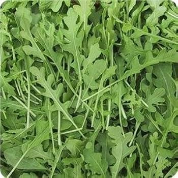 Rein organische Rucola-Samen