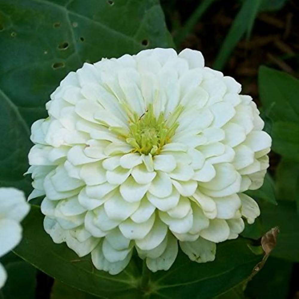 Zinnia Elegans White Seeds