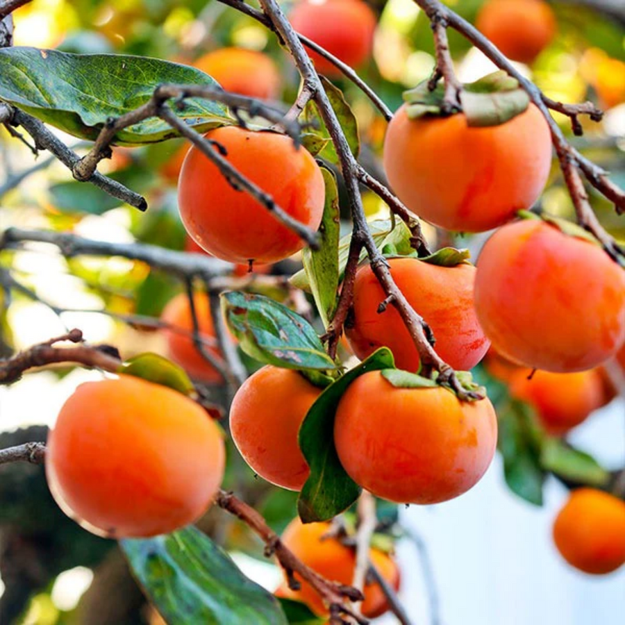 persimmon seeds for planting Persimmon Tree Fruit Seeds for Planting – Heirloom, Non-GMO, Easy to G – Pure Asia Seeds