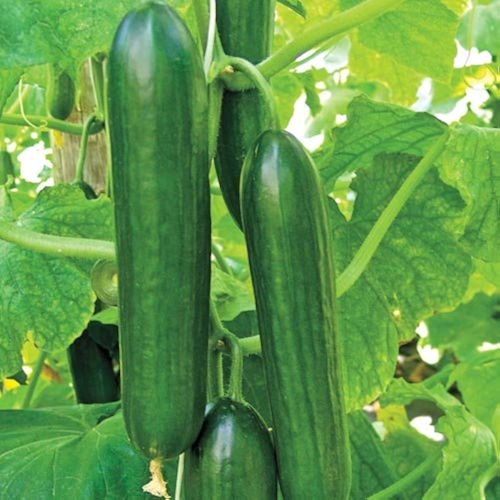 Beit Alpha Cucumber Seeds