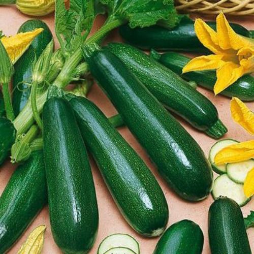 Graines de courgette Black Beauty pour jardin de survie