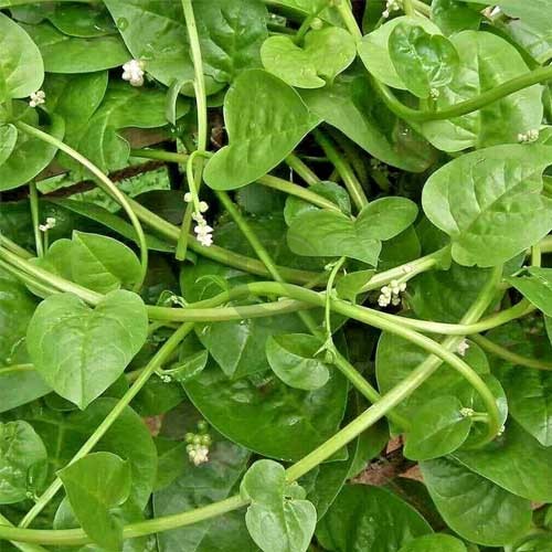 Malabar Spinach Green Stem Seeds