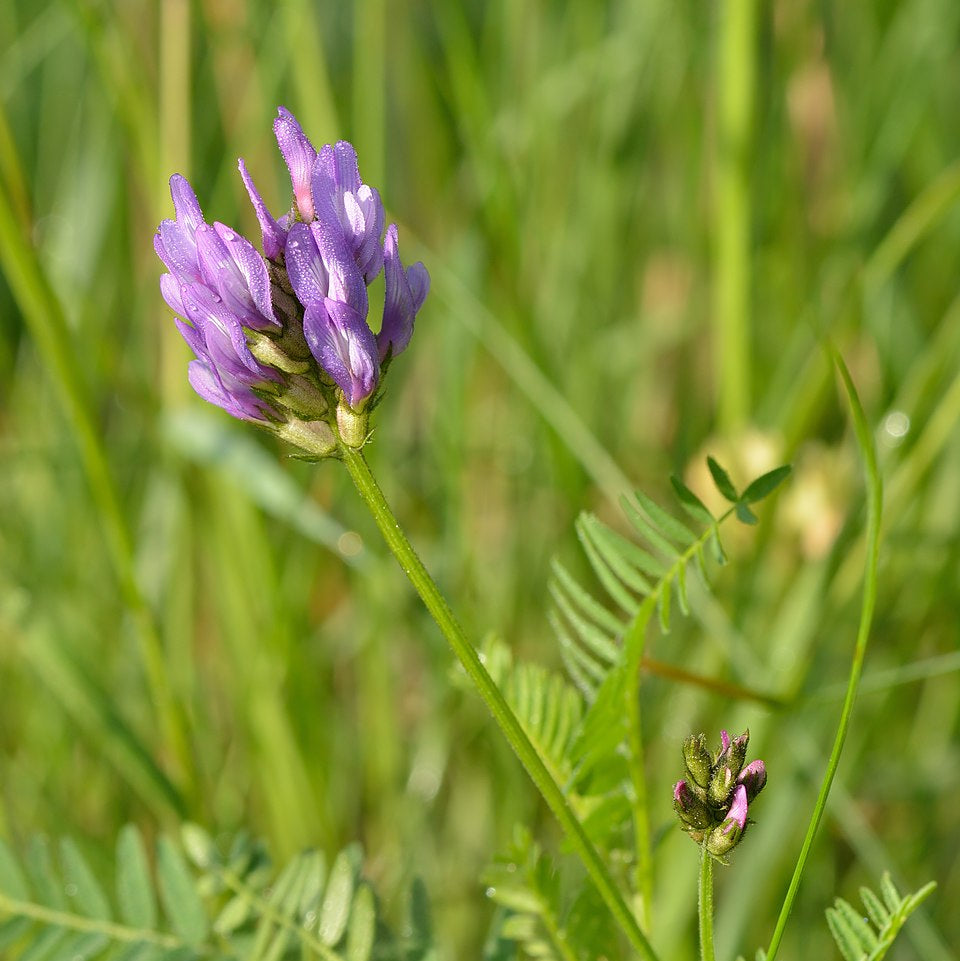 Astragalus Lavender Flower seeds for Planting - Garden Favorite, Heirloom & GMO Free Seeds for Home Garden