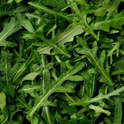 „Astro“ Rucola Samen