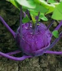 Kolibri F1 Hybrid Kohlrabi Seeds