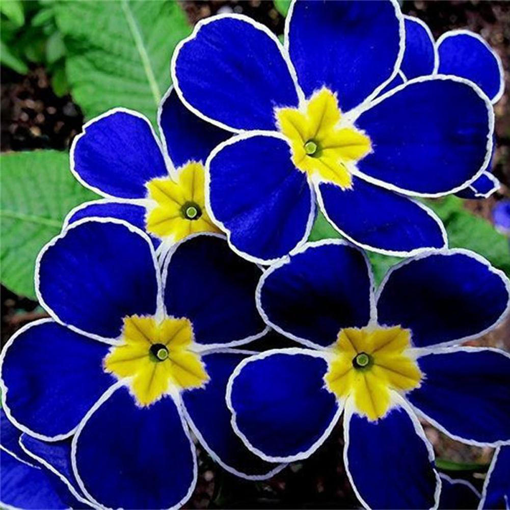 Blue Yellow Pansy Flower seeds for Planting - Seasonal Bloomer, Heirloom & GMO Free Seeds for Home Garden
Sale seeds for planting in home garden