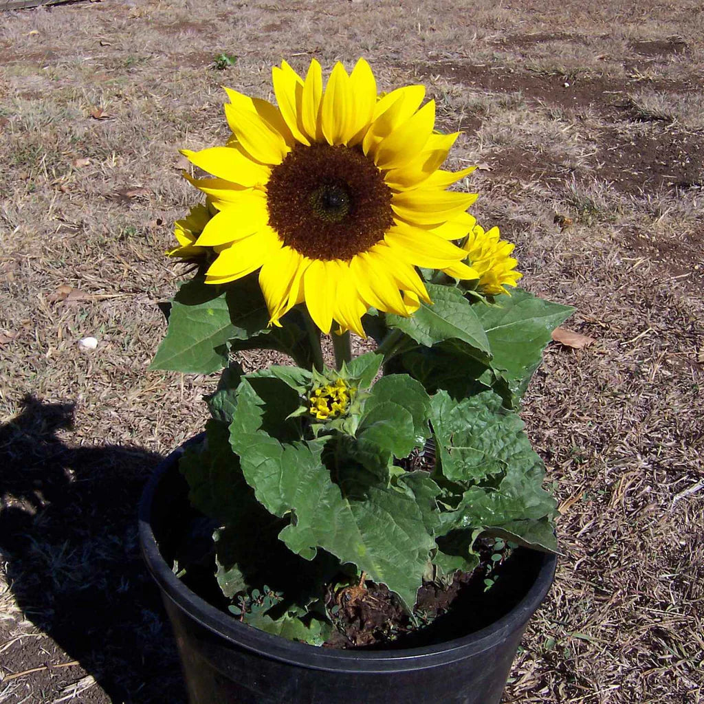 Semi di girasole nano