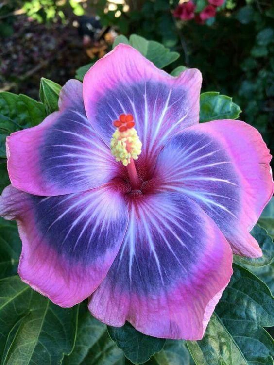 Black Pink Purple Hibiscus Flower Seeds