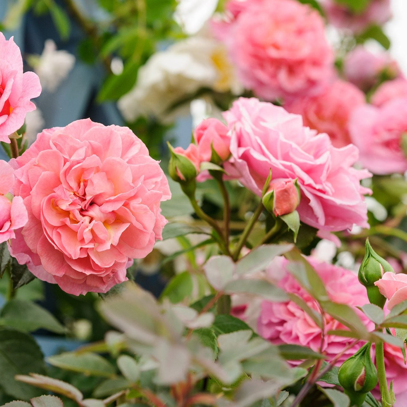 Semillas de flores de rosa trepadora rosa