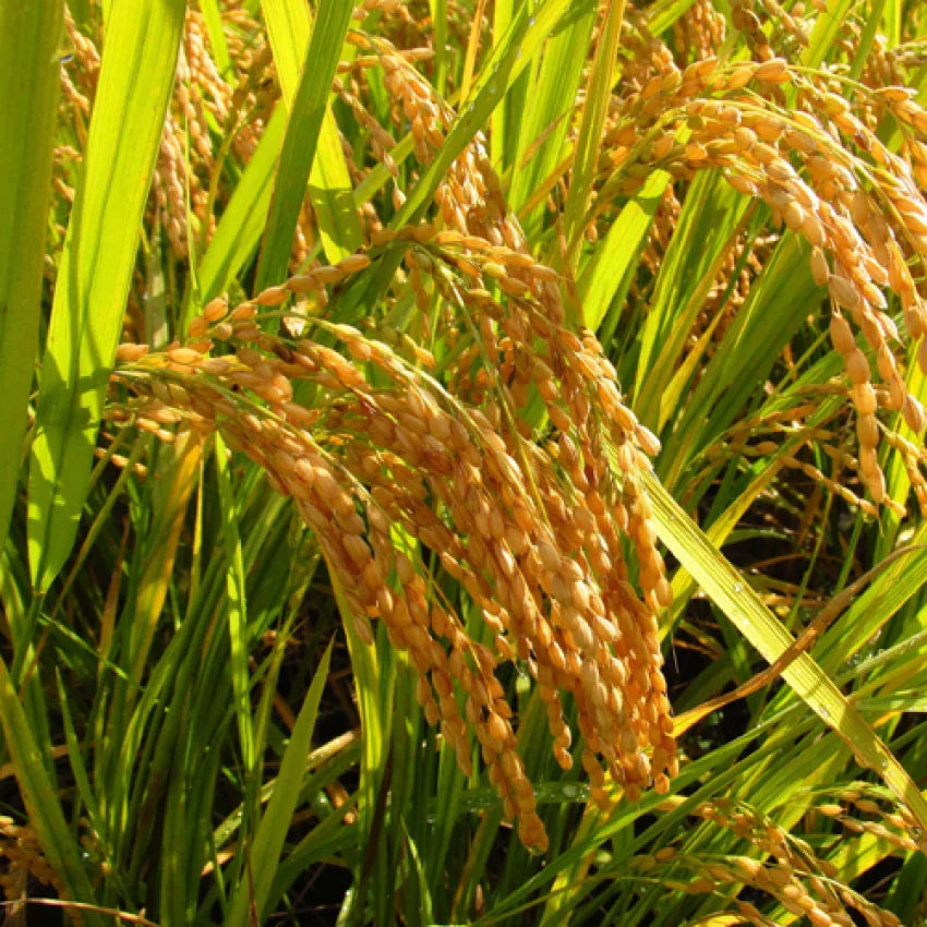 Brown Jasmine Rice Vegetable Seeds