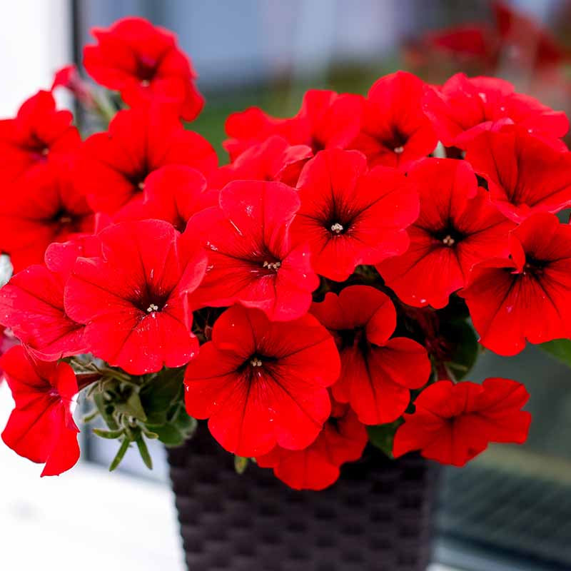 Petunias Seeds for Planting Red Color